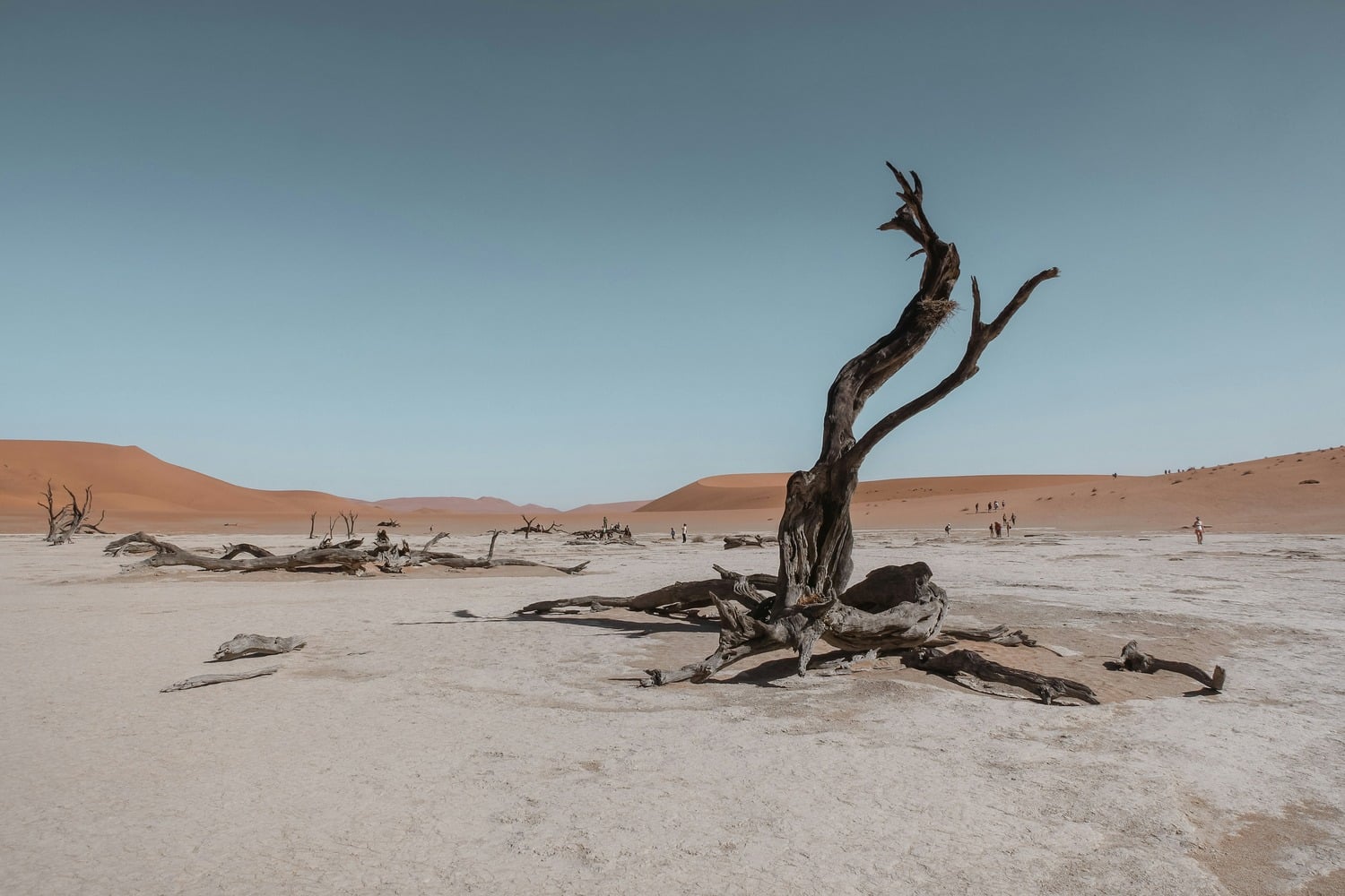 a dead tree