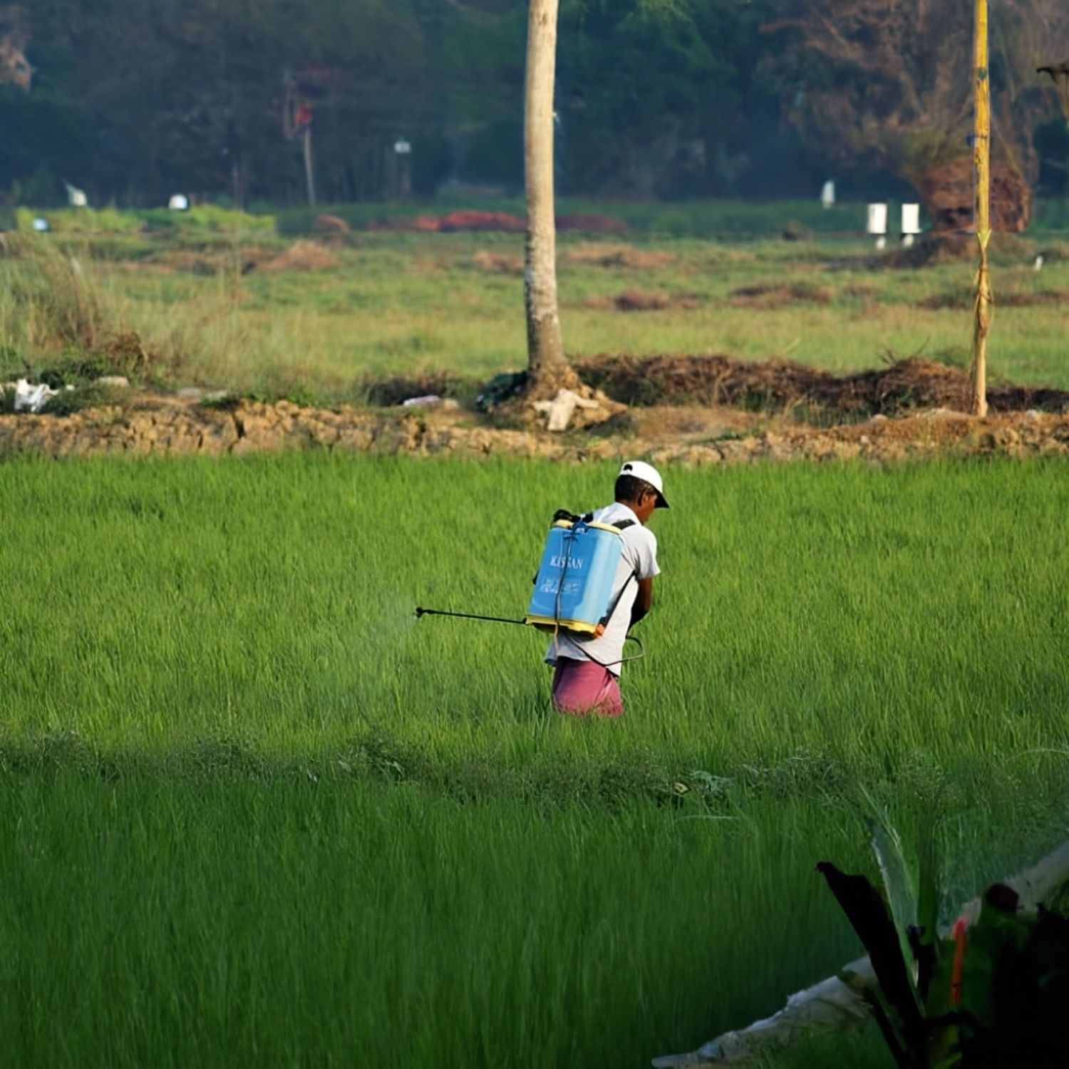 The Eco-Friendly Fight Against Malaria