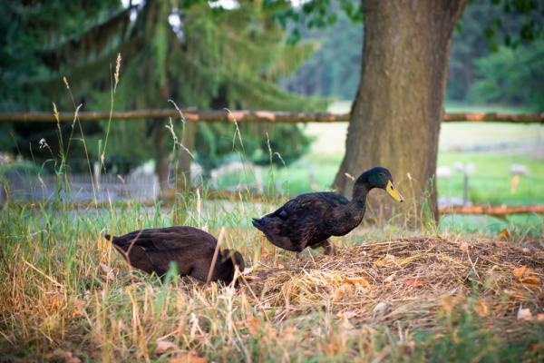Ducks Replace Pesticides at Vineyard