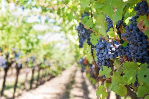 Sustainability in the Wine Industry