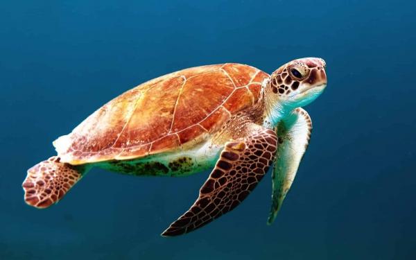 Diver Saves Sea Turtle After A Plastic Bag Became Lodged Down Her Throat