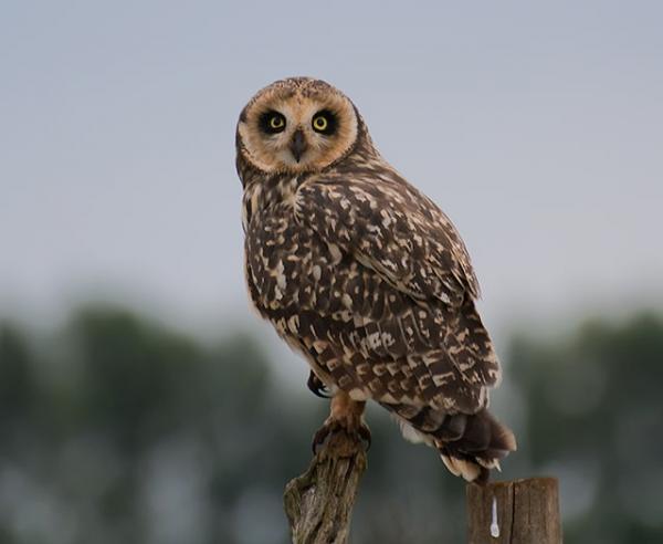 New Eco Detail Protects Endangered Short-Eared Owls
