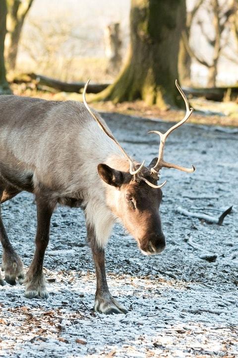 How Reindeer Could Help Protect the North Pole from Climate Change
