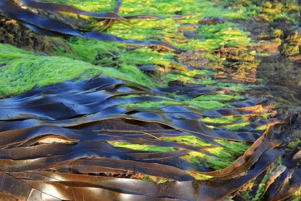 Open-Water Farming Seaweed--The Grossest Thing in the Ocean