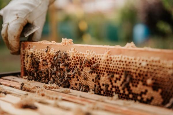 Beekeeping: Urban Communities Make Their Own Honey