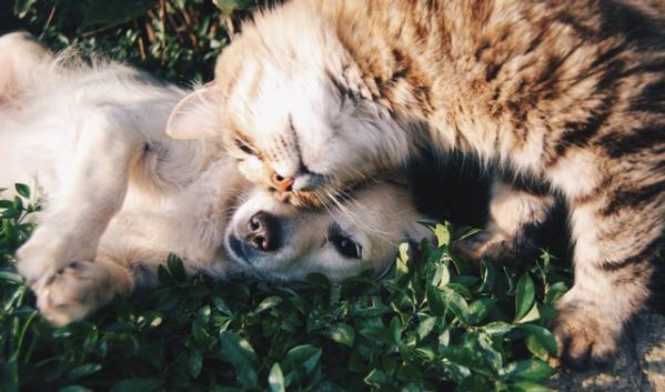 Pet Friendly Home Tips: 4 Ideas for Animal Lovers