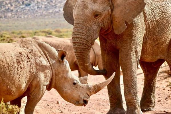 The Youngest South African Is Doing All He Can for the Oldest Animals