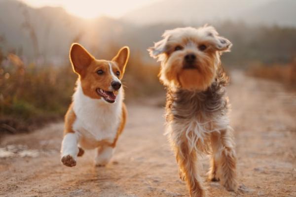 4 Ways to Keep Your Dogs Happy This Summer