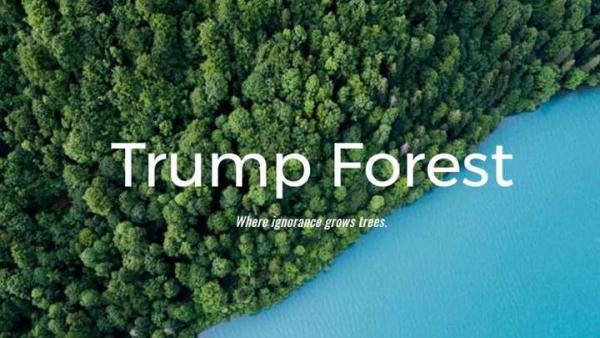 You Can Now Donate a Tree to 'Trump Forest' to Offset President's Climate Policies