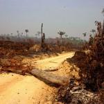 Greenpeace Striving For Zero Deforestation By 2020