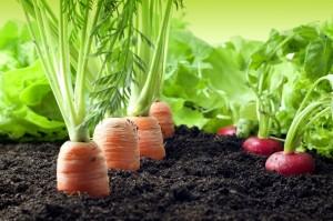 A Conference on Organic Agriculture in La Crosse