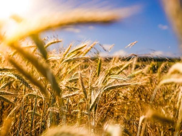 Grains Are Going Even Greener: New Perennial Grain Kernza