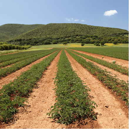 Organic Farming Promoted in the US