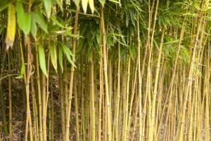 The Benefits of Reusable Bamboo Bags