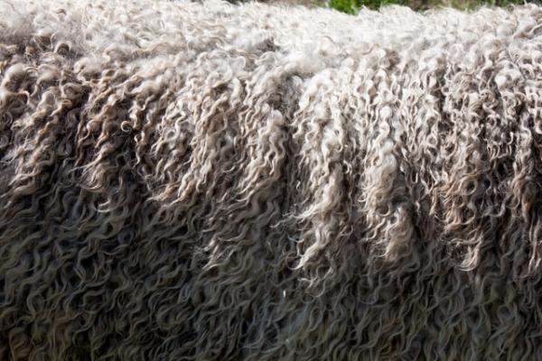 Is Wool Eco-Friendly?