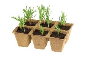 Eco-friendly Seed Pots