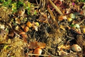 Organic Compost Sites – A Profitable and Sustainable Option