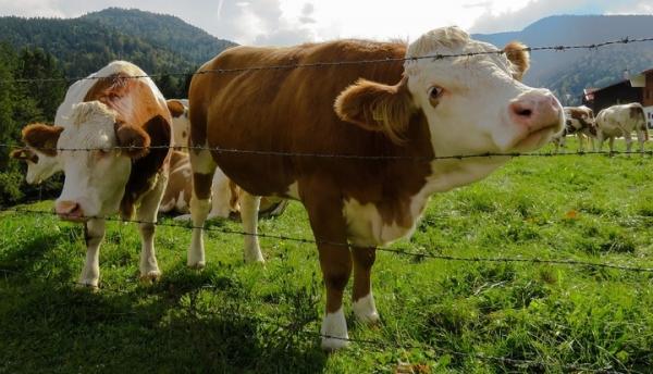 Eating Less Meat is Essential to Avoiding Climate Change