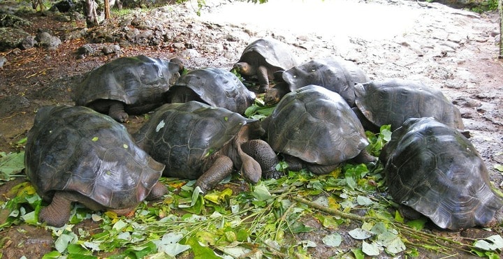 Eco-Friendly Travel with Turtles and other animal species on the Galapagos Islands